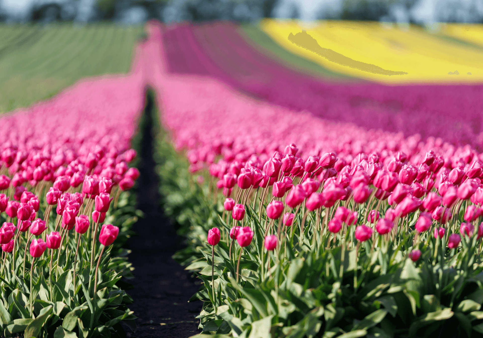 Lyserød, lilla og gul tulipanmark
