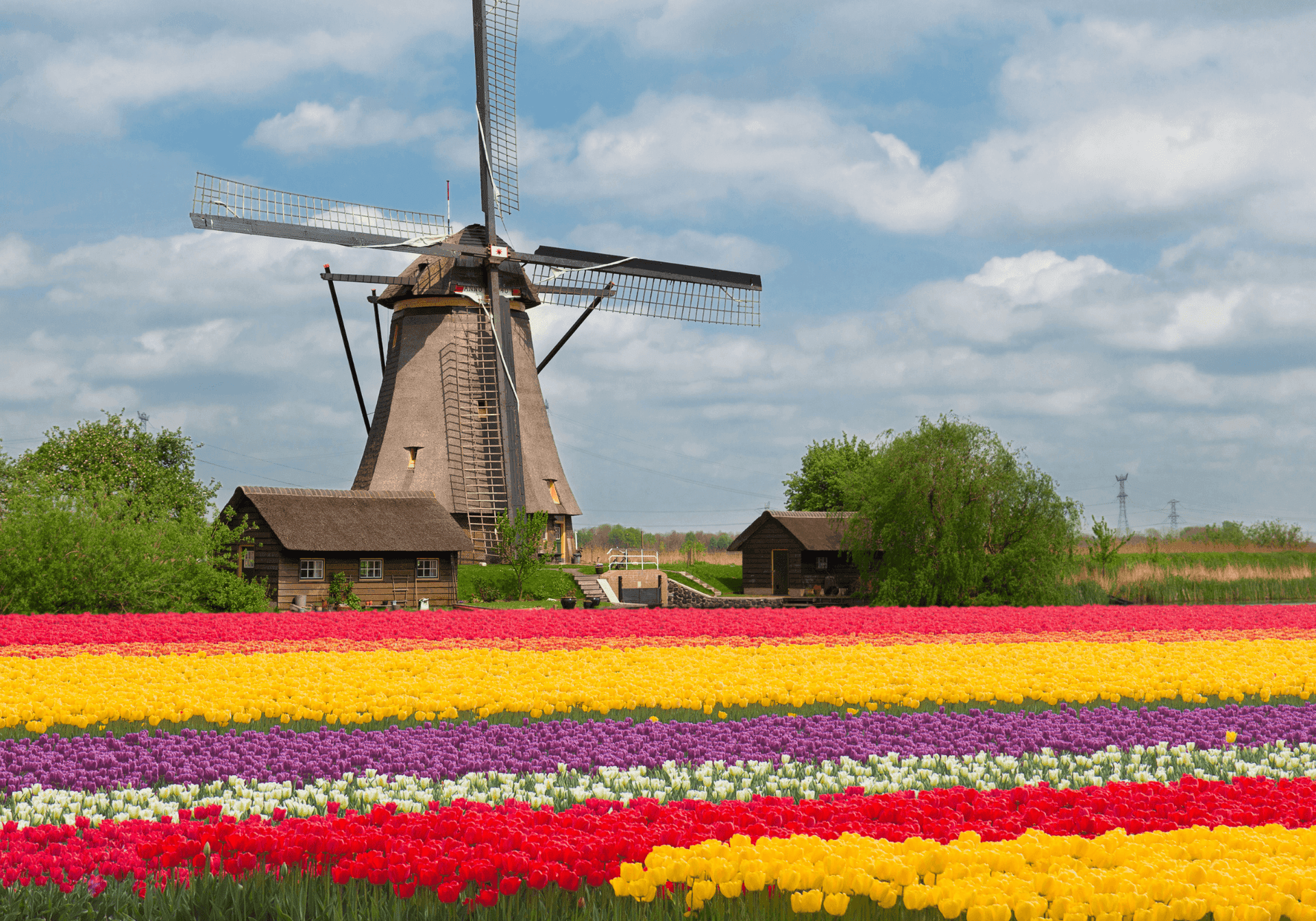 Hollandsk vindmølle og farverig tulipanmark