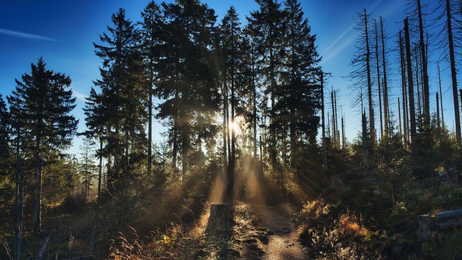 Tall pine trees with blue sky and sun in the background in Harzen forest